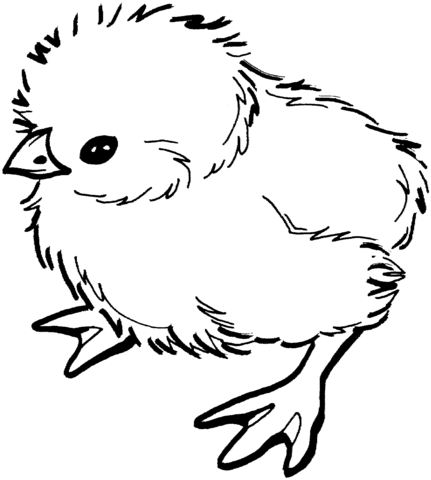 Dibujo de Pollito para colorear | Dibujos para colorear imprimir ...