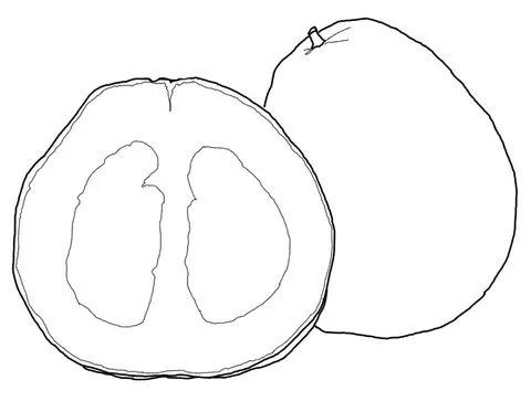 Dibujo de Pomelo para colorear | Dibujos para colorear imprimir gratis