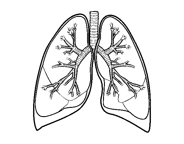 Dibujo de Pulmones y bronquios para Colorear - Dibujos.net Dibujo de Pulmones y bronquios para Colorear - Dibujos.net