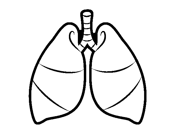 Dibujo de Pulmones para Colorear - Dibujos.net Dibujo de Pulmones para Colorear - Dibujos.net