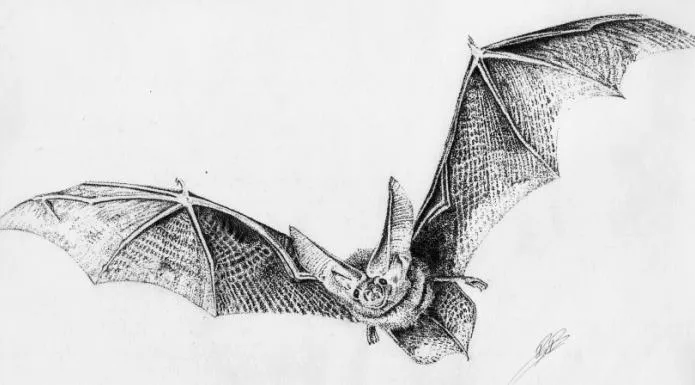 Dibujo de puntos de Birta Rosenbusch 2 | manuelprofesordeproyectos ... Dibujo de puntos de Birta Rosenbusch 2 | manuelprofesordeproyectos ...