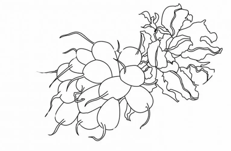 Dibujo de Rábanos. Dibujo para colorear de Rábanos. Dibujos ... Dibujo de Rábanos. Dibujo para colorear de Rábanos. Dibujos ...