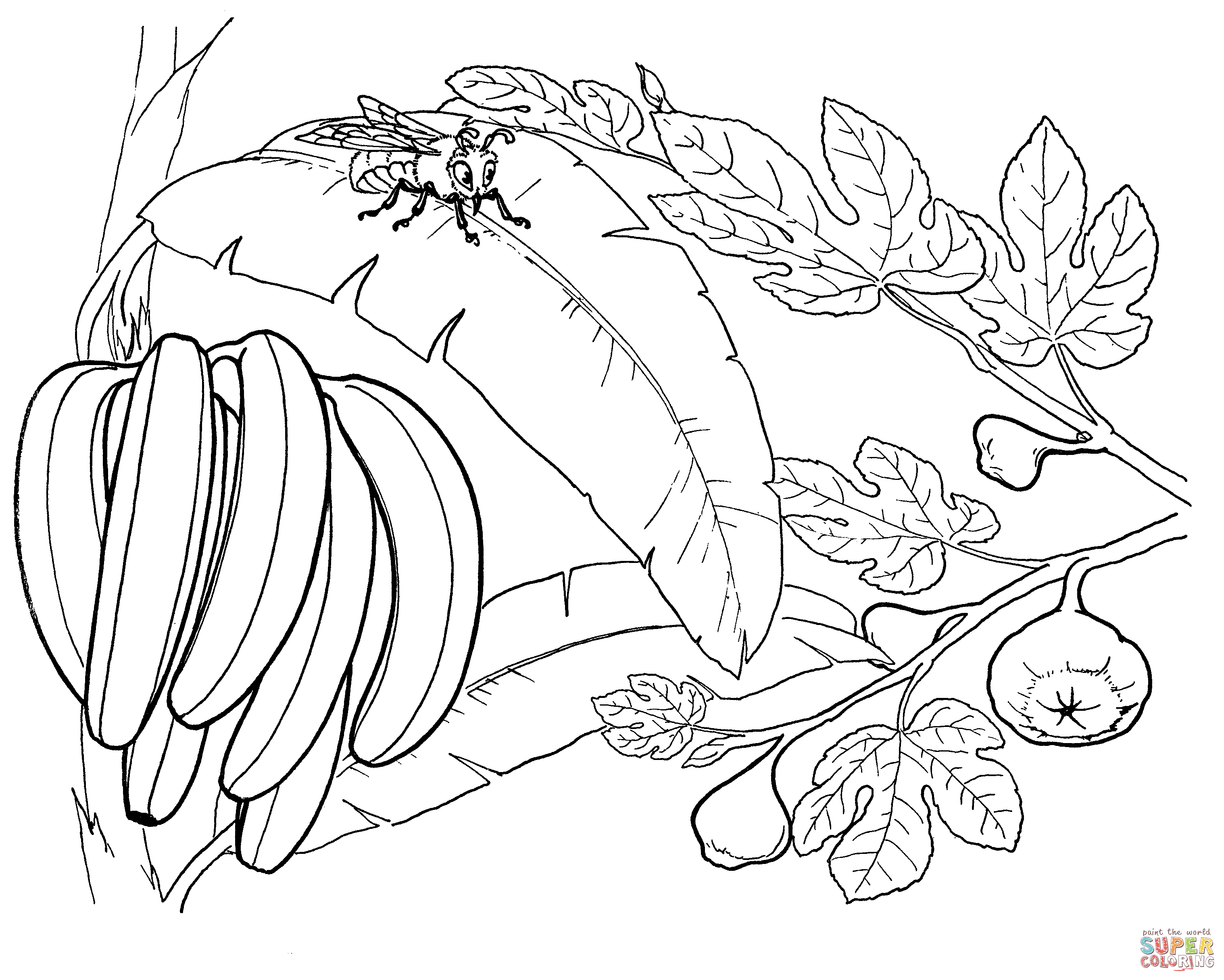 Dibujo de Racimo de Bananas en un Banano para colorear | Dibujos para colorear imprimir gratis Dibujo de Racimo de Bananas en un Banano para colorear | Dibujos para colorear imprimir gratis