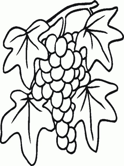 Racimos de uvas dibujos - Imagui