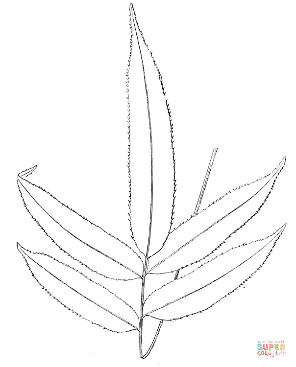Dibujo de Rama de Helecho para colorear | Dibujos para colorear ...