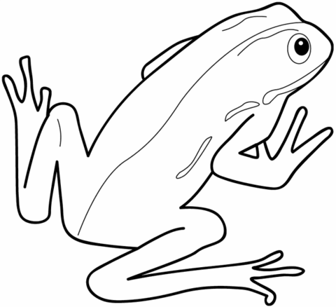 Dibujo de Rana Acuática Dibujo para colorear | Dibujos para ...