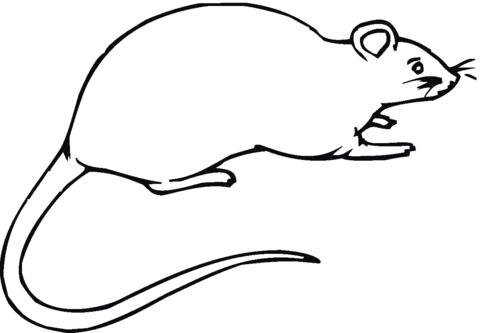Dibujo de Rata Grande para colorear | Dibujos para colorear ... Dibujo de Rata Grande para colorear | Dibujos para colorear ...