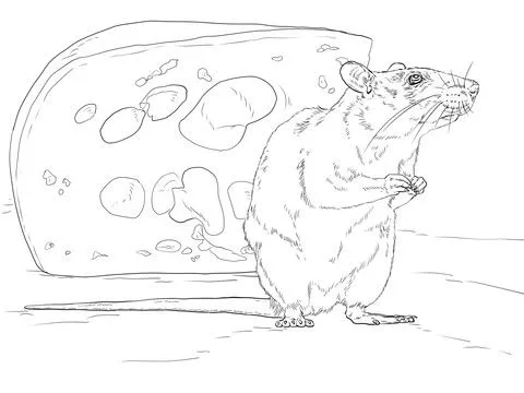 Dibujo de Rata Marrón con un Trozo de Queso para colorear ...