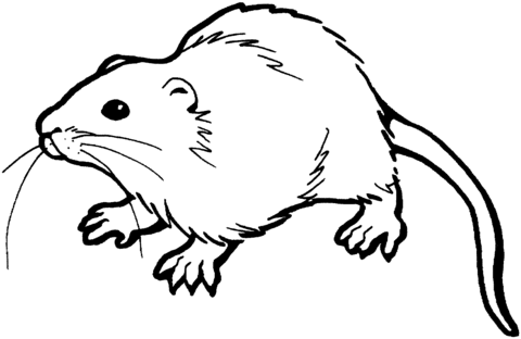 Dibujo de Rata Parda para colorear | Dibujos para colorear ... Dibujo de Rata Parda para colorear | Dibujos para colorear ...