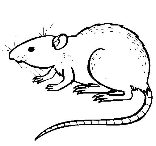 Dibujo de Rata subterráena para Colorear - Dibujos.net Dibujo de Rata subterráena para Colorear - Dibujos.net