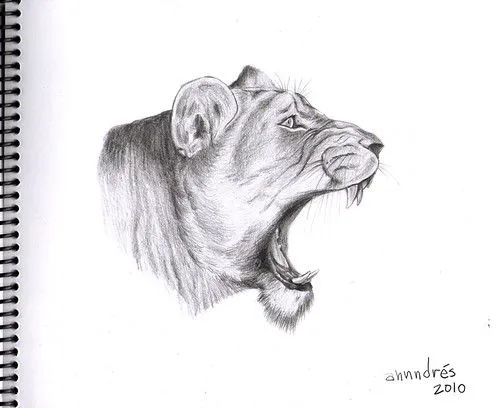 Dibujo realista de leona - Lioness realistic drawing - a photo on ... Dibujo realista de leona - Lioness realistic drawing - a photo on ...