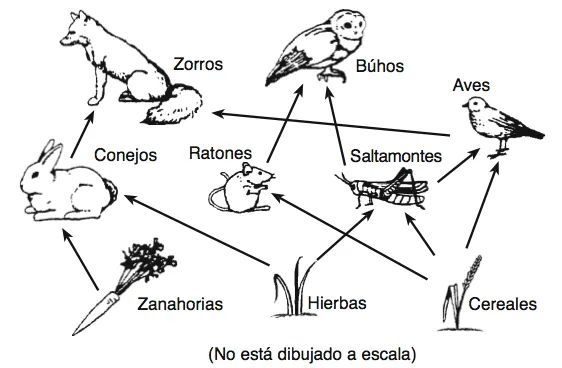 Dibujo de una red trofica - Imagui