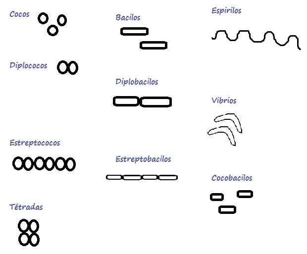 Un dibujo del reino monera - Imagui