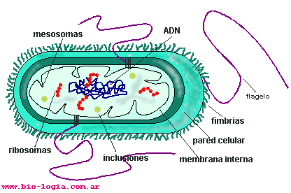 Un dibujo del reino monera - Imagui