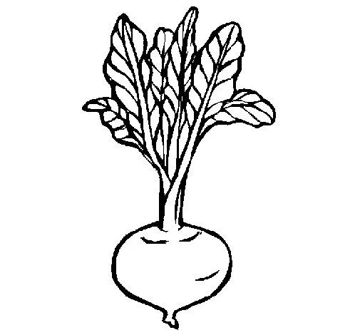 Dibujo de Remolacha para Colorear - Dibujos.net Dibujo de Remolacha para Colorear - Dibujos.net