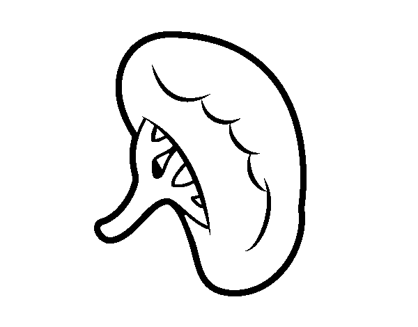 Dibujo de Riñón para Colorear - Dibujos.net