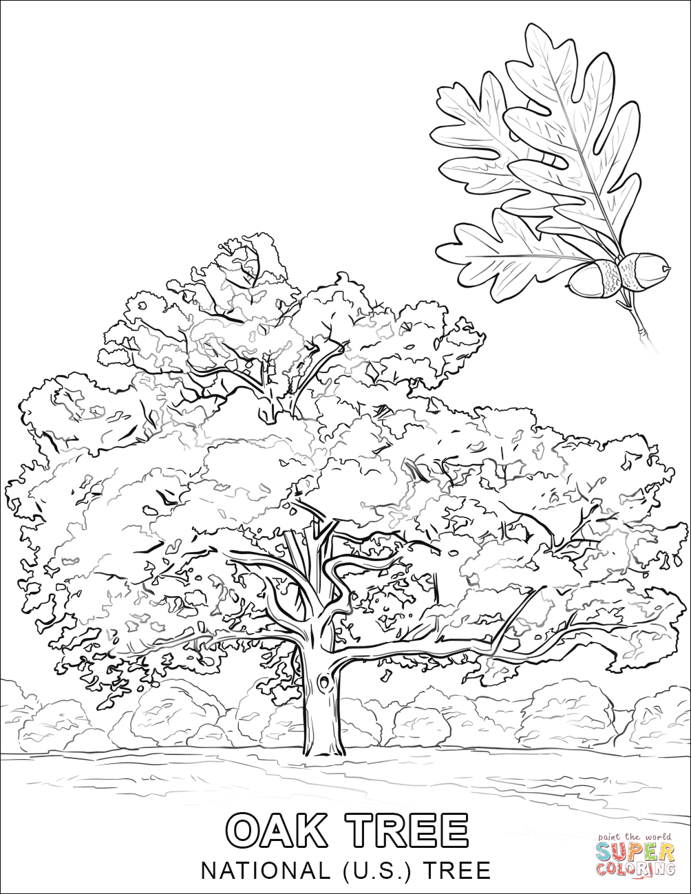 Dibujo de El roble - El arbol nacional de los Estados Unidos para colorear  | Dibujos para colorear imprimir gratis