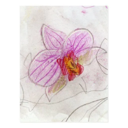 dibujo rosado hermoso de la orquídea tarjeta postal | Zazzle