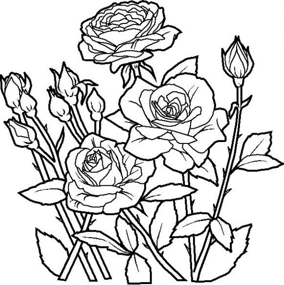 Dibujo de Rosas. Dibujo para colorear de Rosas. Dibujos infantiles ...