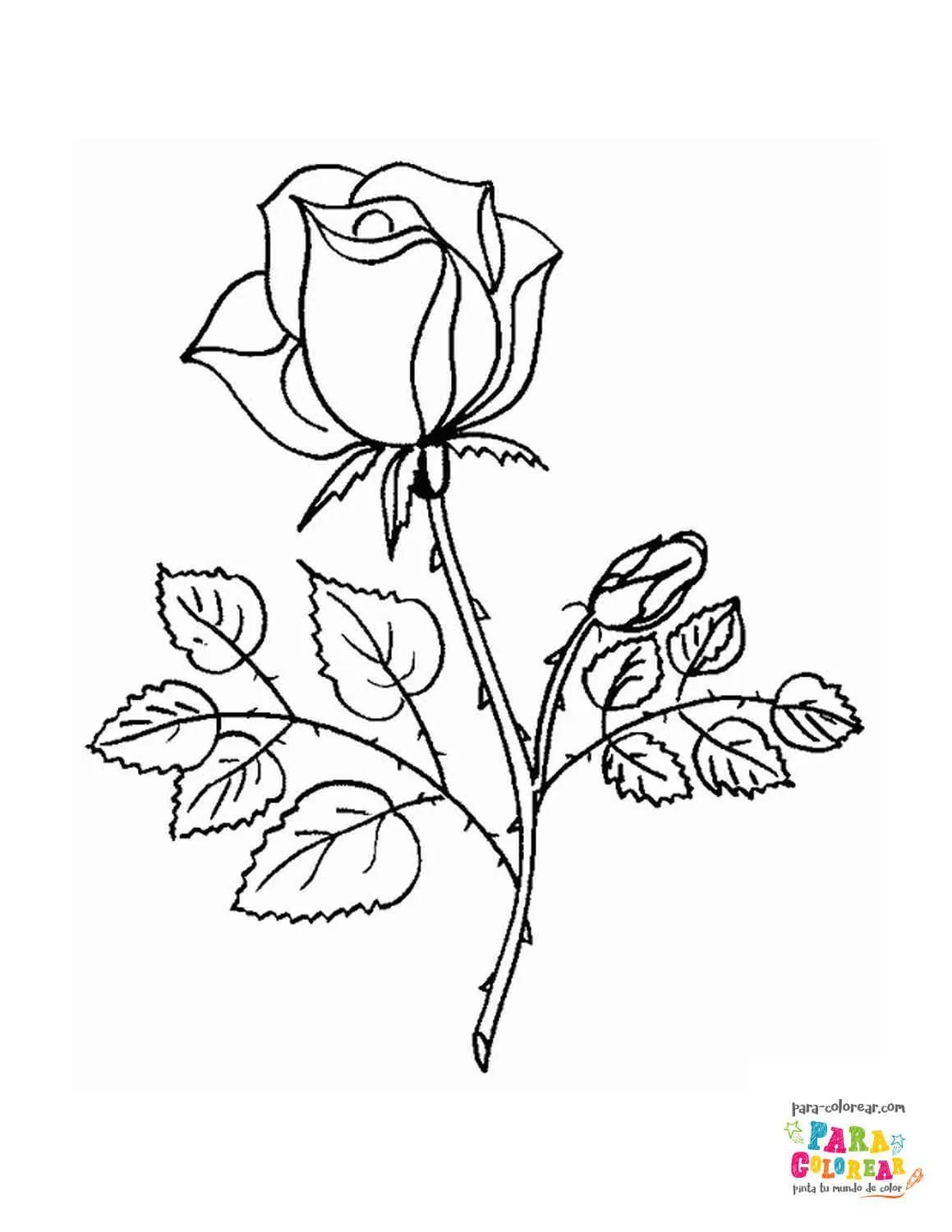 Dibujo de varias rosas para colorear | Para-Colorear.com