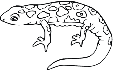 Dibujo de Salamandra de Lado para colorear | Dibujos para colorear ...