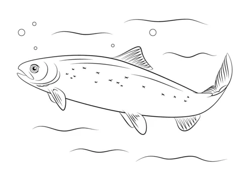 Dibujo de Salmón del Atlántico para colorear | Dibujos para ... Dibujo de Salmón del Atlántico para colorear | Dibujos para ...