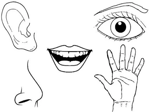 Dibujos de los sentidos para colorear - Imagui