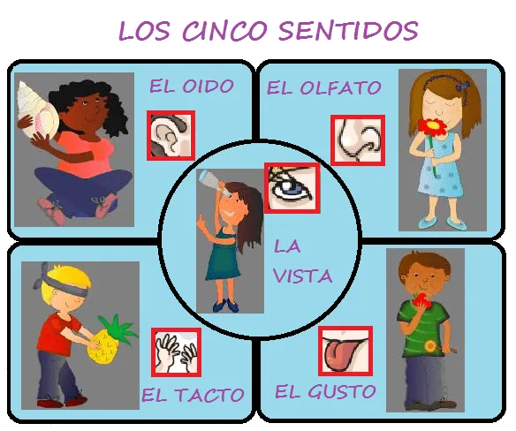 Dibujos sobre los cinco sentidos para primaria - Imagui Dibujos sobre los cinco sentidos para primaria - Imagui