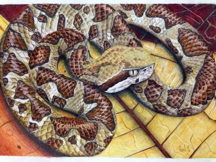 Dibujo serpiente venenosa mano de piedra Costa Rica en lápiz de ...