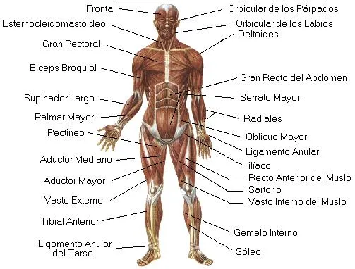 Sistema muscular para colorear e imprimir - Imagui