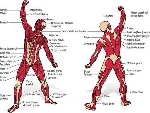 Dibujo del sistema muscular y sus partes - Imagui