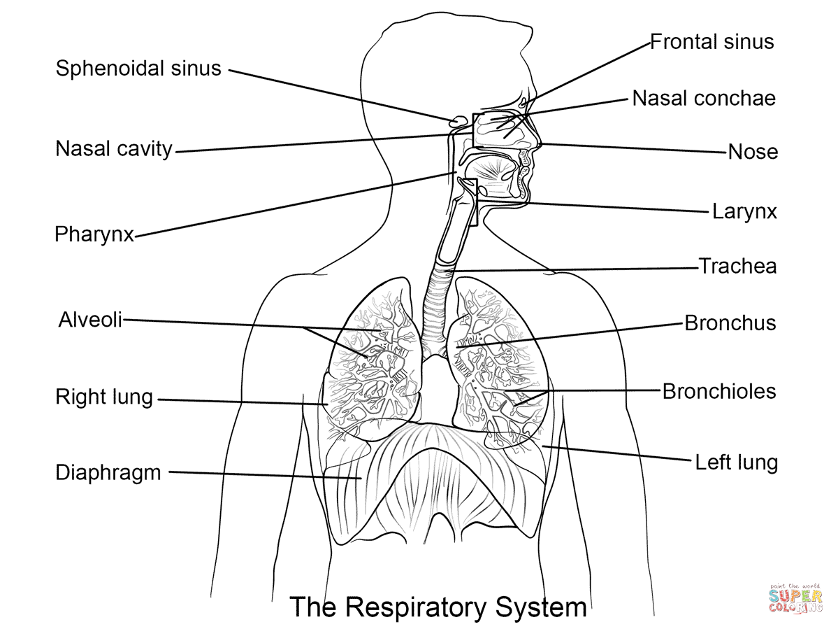 Dibujo de Sistema Respiratorio para colorear | Dibujos para colorear imprimir gratis Dibujo de Sistema Respiratorio para colorear | Dibujos para colorear imprimir gratis