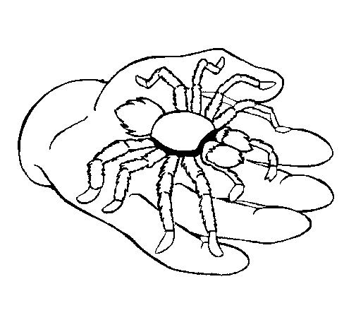 Dibujo de Tarántula 1 para Colorear - Dibujos.net