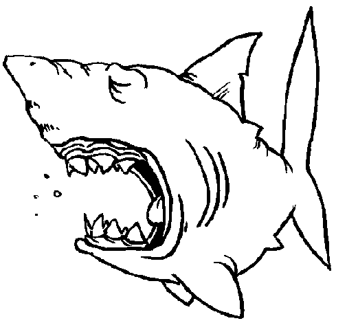 Dibujo de Tiburón 1 para Colorear - Dibujos.net Dibujo de Tiburón 1 para Colorear - Dibujos.net