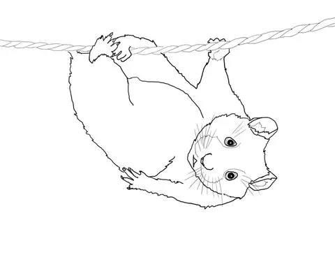 Dibujo de Tierno Hámster colgando de una cuerda para colorear ... Dibujo de Tierno Hámster colgando de una cuerda para colorear ...