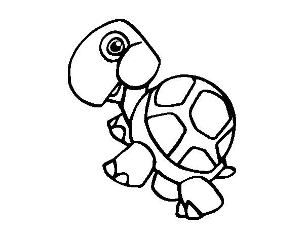 Dibujo de Tortuga terrestre para Colorear - Dibujos.net Dibujo de Tortuga terrestre para Colorear - Dibujos.net