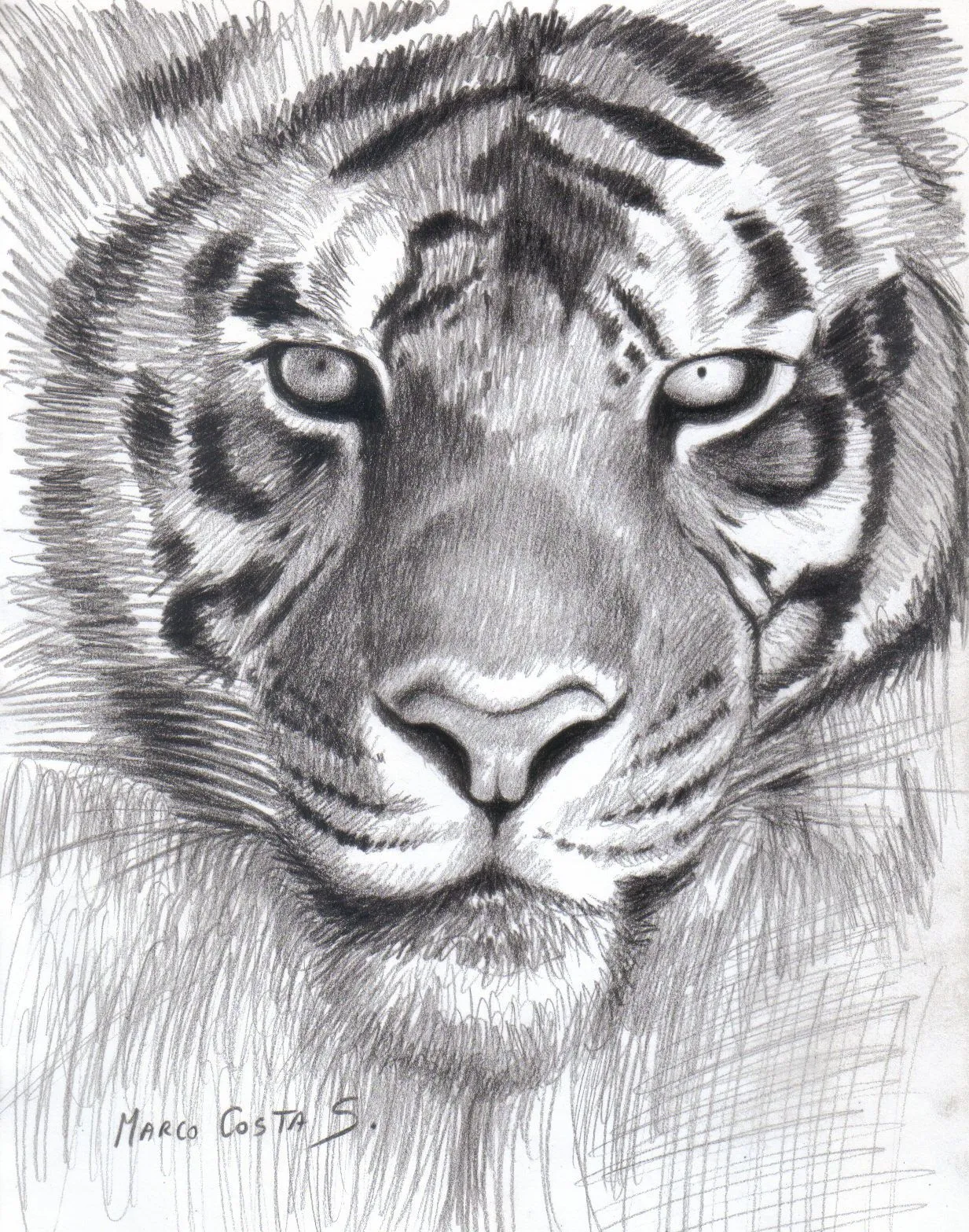 Dibujo a trazo suelto esta vez de un Tigre de bengala el tiempo de ...
