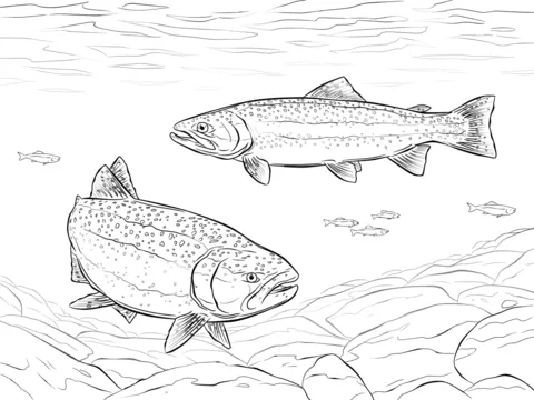 Dibujo de Trucha Arcoiris para colorear | Dibujos para colorear ... Dibujo de Trucha Arcoiris para colorear | Dibujos para colorear ...