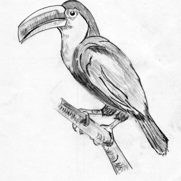 Dibujo a lapiz de pajaritos - Imagui
