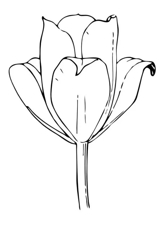 Dibujo de Flor Tulipan | Dibujos de Flores para Pintar | Dibujos ...