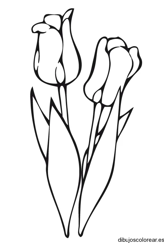 Dibujo con dos tulipanes | Dibujos para Colorear