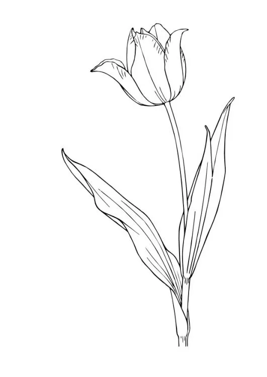 Dibujos tulipanes - Imagui