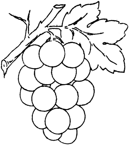 Dibujo de Uvas con Hoja para colorear | Dibujos para colorear ... Dibujo de Uvas con Hoja para colorear | Dibujos para colorear ...