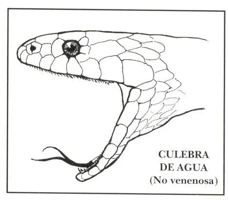 Revista 1 - Fauna y flora de los campos de Trébago. Las serpientes ... Revista 1 - Fauna y flora de los campos de Trébago. Las serpientes ...