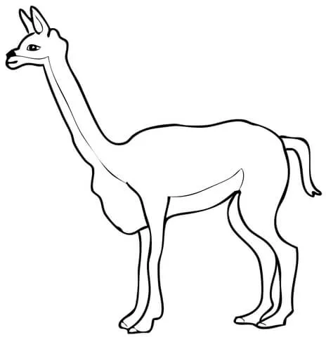 Dibujo de Vicuña para colorear | Dibujos para colorear imprimir gratis