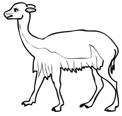 Dibujo de Vicuña Sudamericana para colorear | Dibujos para ... Dibujo de Vicuña Sudamericana para colorear | Dibujos para ...