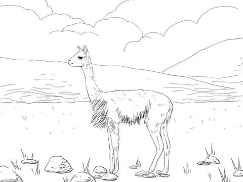 Dibujo de Vicuñas para colorear | Dibujos para colorear imprimir ... Dibujo de Vicuñas para colorear | Dibujos para colorear imprimir ...