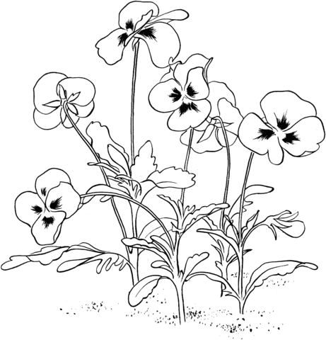 Dibujo de Violeta Tricolor para colorear | Dibujos para colorear ... Dibujo de Violeta Tricolor para colorear | Dibujos para colorear ...