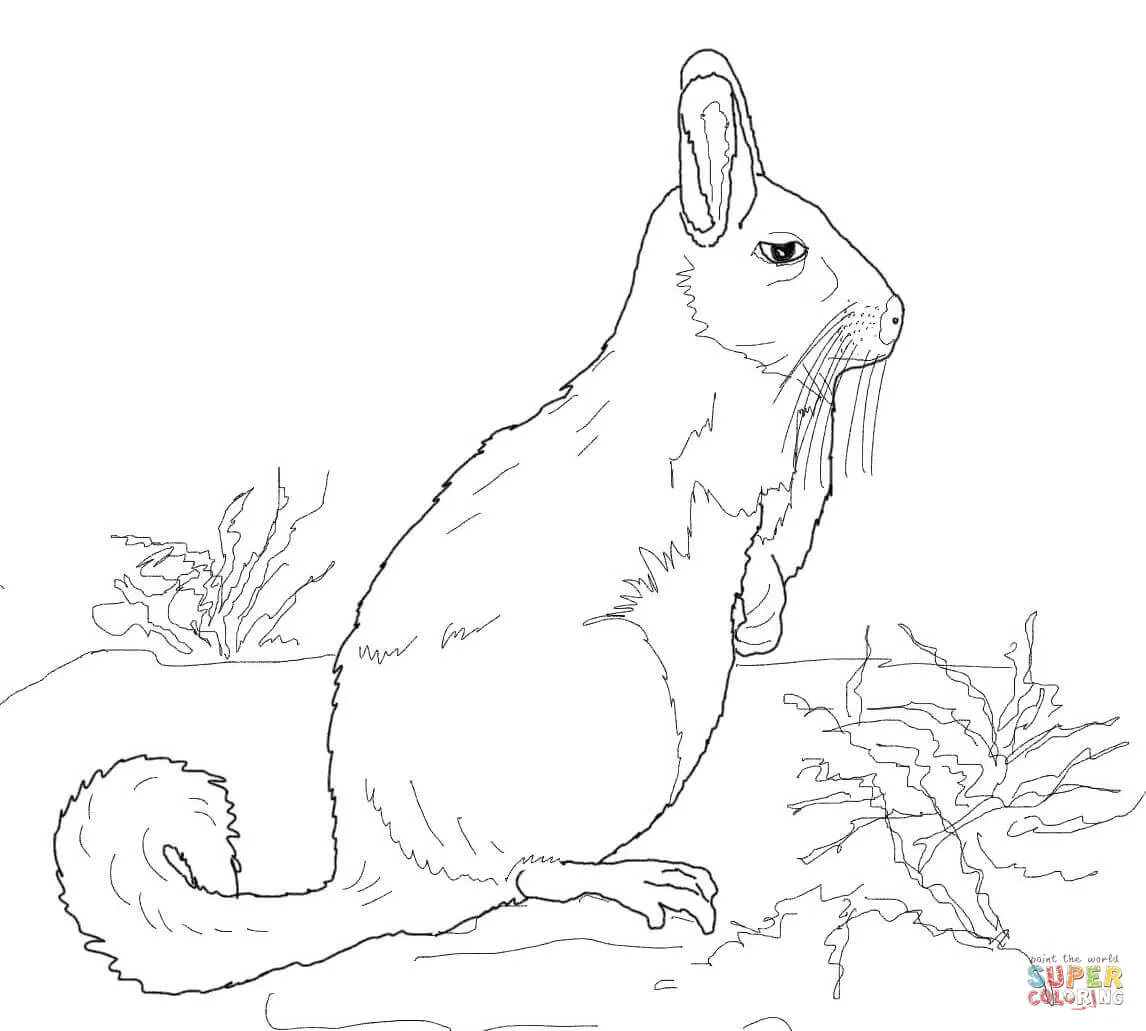 Dibujo de Vizcacha de la Sierra para colorear | Dibujos para ...
