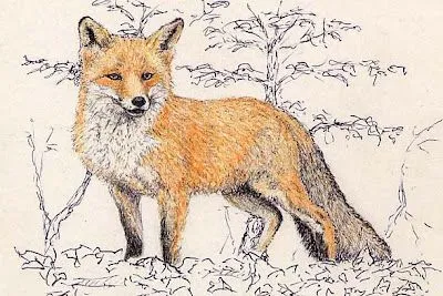 Dibujo de una zorra - Imagui